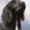 Black Spaniel Paint By Numbers