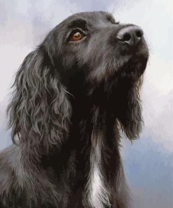 Black Spaniel Paint By Numbers