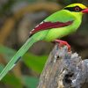 Common Green Magpie Paint By Numbers