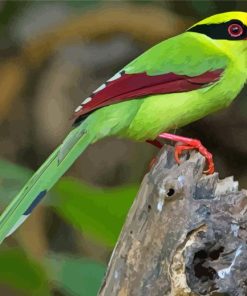 Common Green Magpie Paint By Numbers