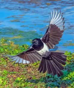 Eurasian Magpie Paint By Numbers