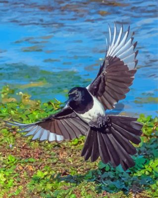 Eurasian Magpie Paint By Numbers