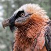 Close Up Bearded Vulture Paint By Numbers