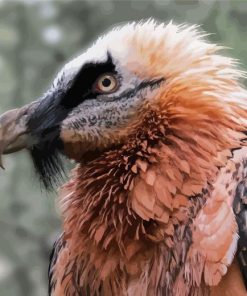 Close Up Bearded Vulture Paint By Numbers