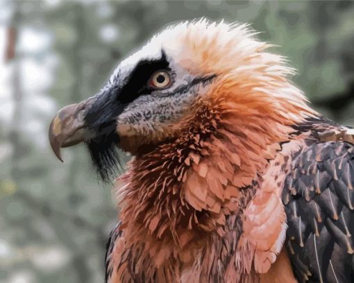 Close Up Bearded Vulture Paint By Numbers