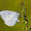 Close Up Holly Blue Paint By Numbers