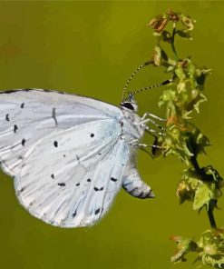 Close Up Holly Blue Paint By Numbers