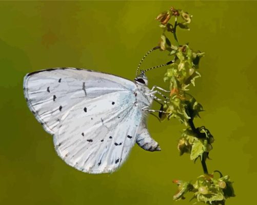 Close Up Holly Blue Paint By Numbers