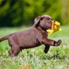 Cute Brown Labrador Puppy Paint By Numbers