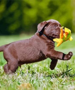 Cute Brown Labrador Puppy Paint By Numbers