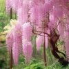 Pink Wisteria Tree Paint By Numbers