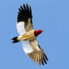 Red Headed Woodpecker Wings Paint By Numbers