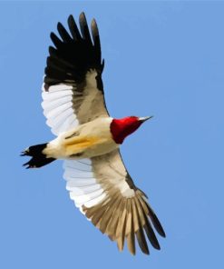 Red Headed Woodpecker Wings Paint By Numbers