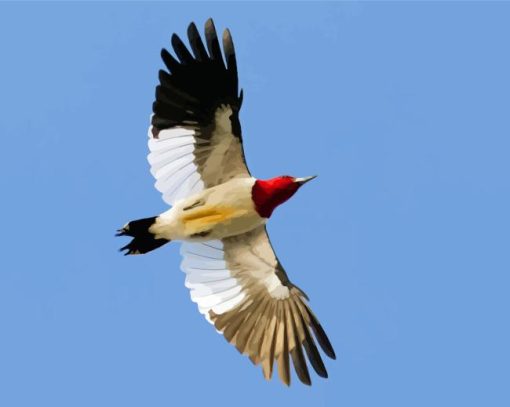 Red Headed Woodpecker Wings Paint By Numbers